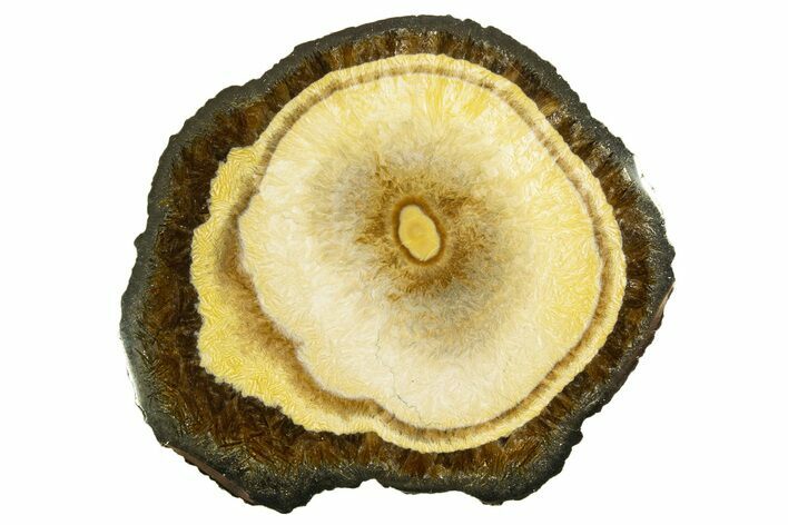 Polished Barite and Marcasite - Lubin Mine, Poland #335147